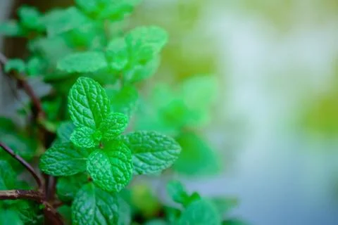 Mint leaves close up on background Stock Photos
