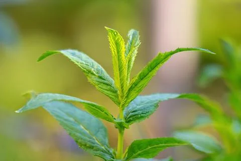 Mint leaves close up. Growing peppermint bushes, ingredient and spice for f.. Stock Photos