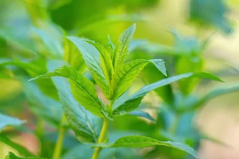 Mint leaves close up. Growing peppermint bushes, ingredient and spice for f.. Stock Photos