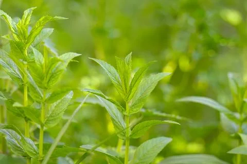Mint leaves close up. Growing peppermint bushes, ingredient and spice for f.. Stock Photos
