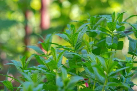 Mint leaves close up. Growing peppermint bushes, ingredient and spice for f.. Stock Photos