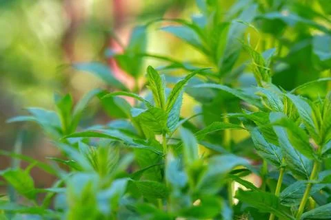 Mint leaves close up. Growing peppermint bushes, ingredient and spice for f.. Stock Photos