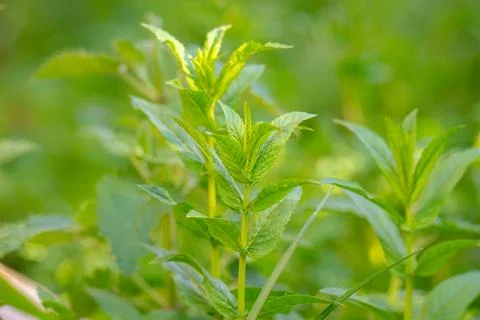 Mint leaves close up. Growing peppermint bushes, ingredient and spice for f.. Stock Photos