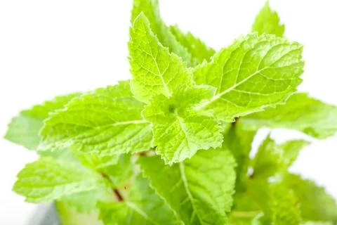 Mint leaves close up Stock Photos