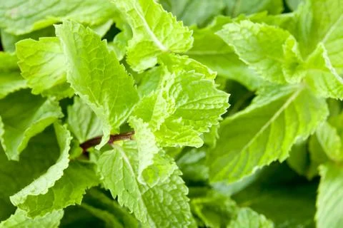Mint leaves close up Stock Photos