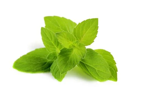Mint leaves close-up on a white background, isolate. Stock Photos