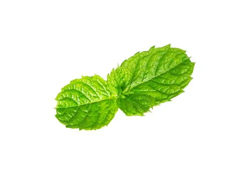 Mint leaves close up on white Stock Photos