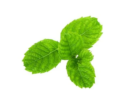Mint leaves close up on white Stock Photos