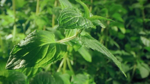 Mint leaves closeup, Fresh mint leaf Stock Footage 143435772