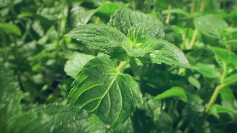 Mint leaves closeup, macro shot Stock Footage 143449413