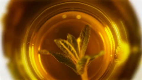 Mint leaves in a cup of tea turns around Stockbeeldmateriaal 73276978