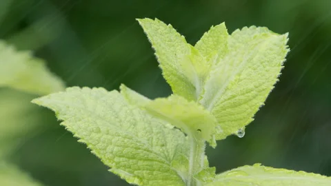 Mint leaves with dew drops. Stock Footage 278279534