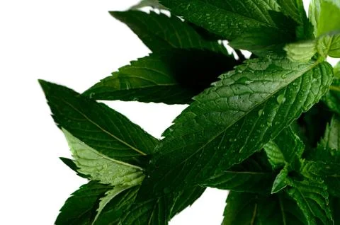 Mint leaves with dew in the isolate Foto stock