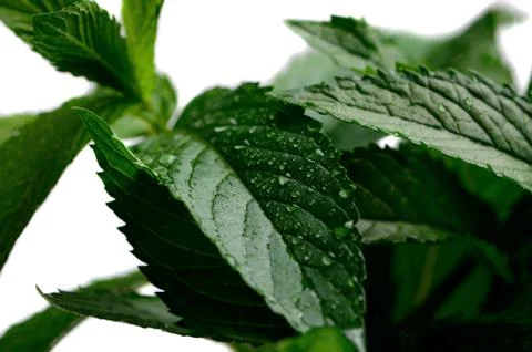 Mint leaves with dew in the isolate Stock Photos