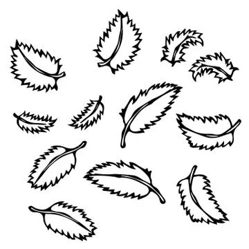 Mint Leaves. Doodle Style Vector Sketch, Isolated on White Background. Stock Illustration