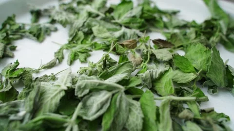 Mint leaves drying close up, smooth camera movement Stock Footage 250550847