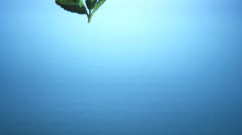 Mint leaves falling into water Stock Footage 8572613