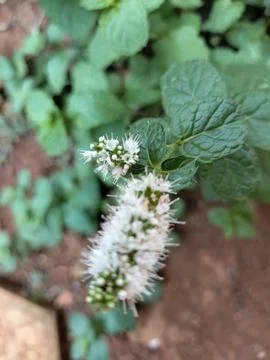 Mint leaves flower Stock Photos