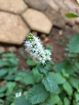 Mint leaves flowers Stock Photos