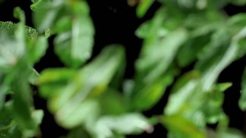 Mint leaves fly into the air. Slow Motion. Macro mode.Close up. Black background Stock Footage 144334580