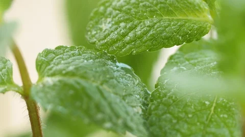 Mint leaves Stock Footage 89968586