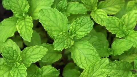 Mint leaves Stock Footage 136351810
