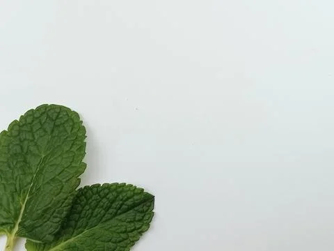 Mint leaves frame with copy space on white background Stock Photos