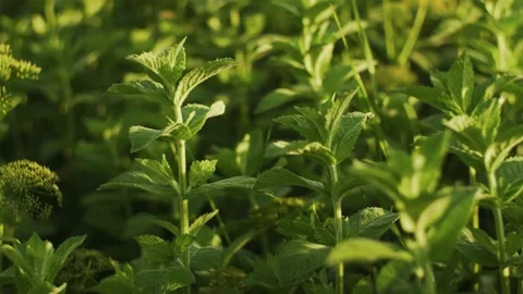Mint leaves growing in the field Stock Footage 202849080