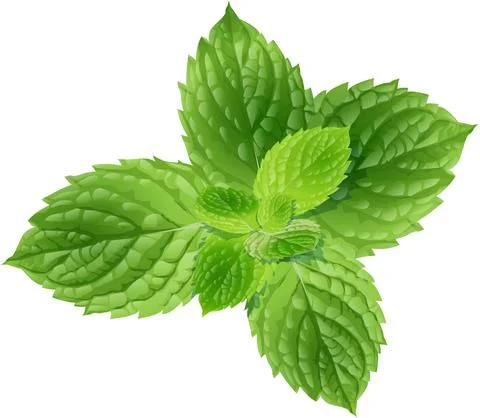 Mint leaves Illustrazione stock