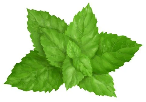Mint leaves isolated Stock Illustration