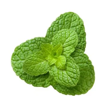 Mint leaves isolated Stock Photos