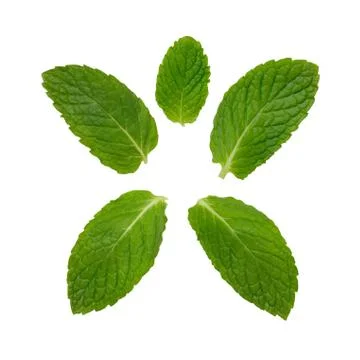 Mint leaves isolated Stock Photos