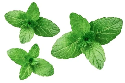 Mint leaves isolated on white background Stock Photos