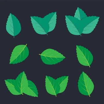 Mint leaves logo. Mint leaf illustration Stock Illustration
