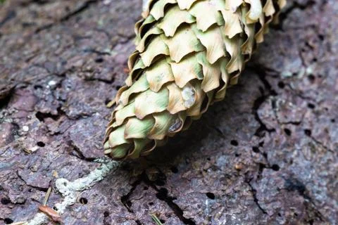 Mint leaves lying on a tree Stock Photos