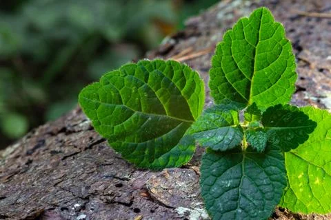 Mint leaves lying on a tree Stock Photos