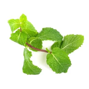 Mint leaves Stock Photos