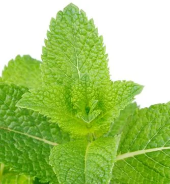 Mint leaves Stock Photos