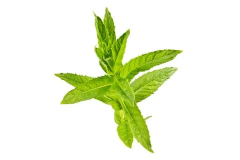 Mint leaves Stock Photos