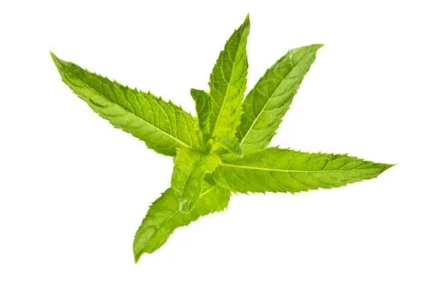 Mint leaves Stock Photos