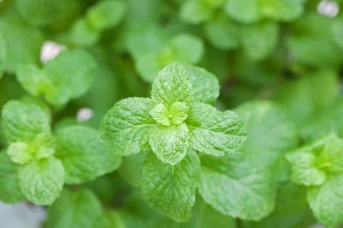 Mint leaves Stock Photos