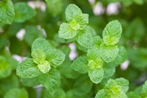 Mint leaves Stock Photos
