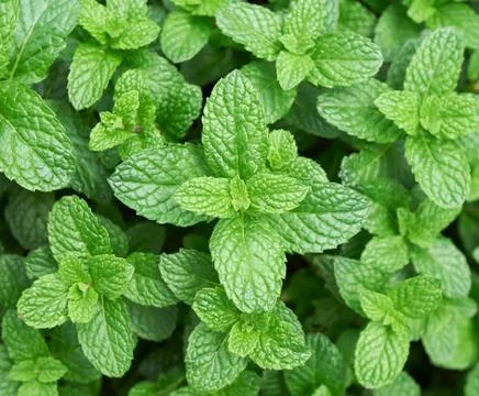 Mint leaves 写真素材