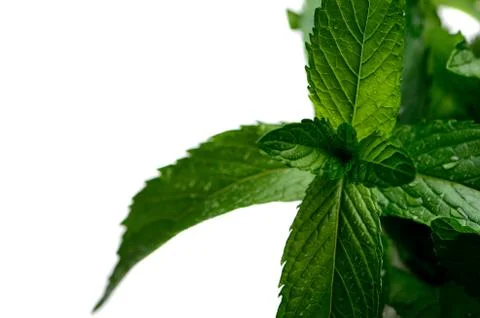 Mint leaves Foto stock