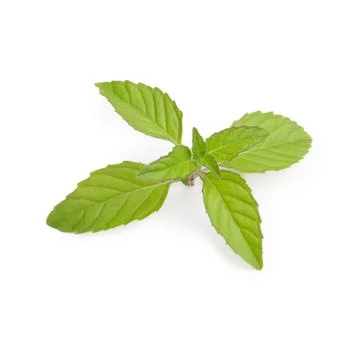 Mint leaves Stock Photos