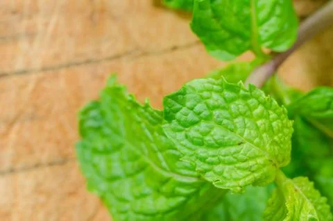 Mint leaves Stock Photos