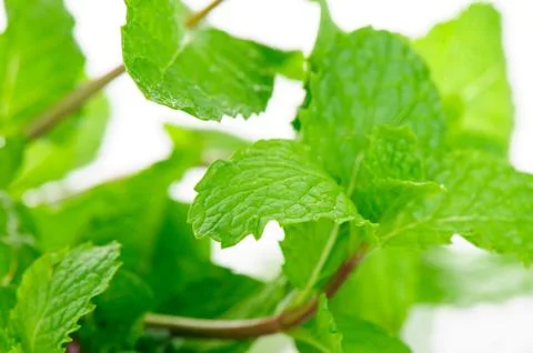 Mint leaves Foto stock
