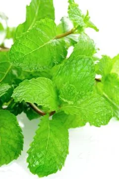 Mint leaves Stock Photos