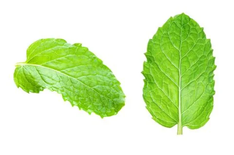 Mint leaves Stock Photos