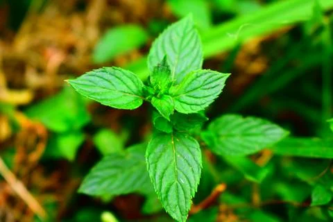 Mint Leaves Stock Photos